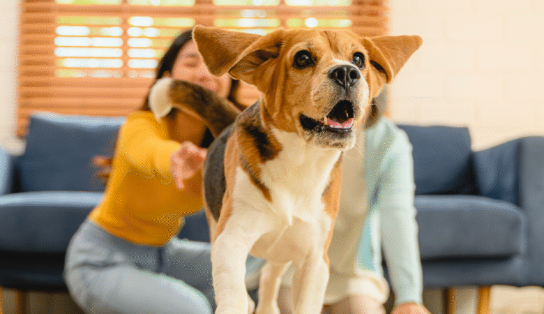 Why Pet Owners Need Specialized Cleaning Services (And How We Deliver Them)