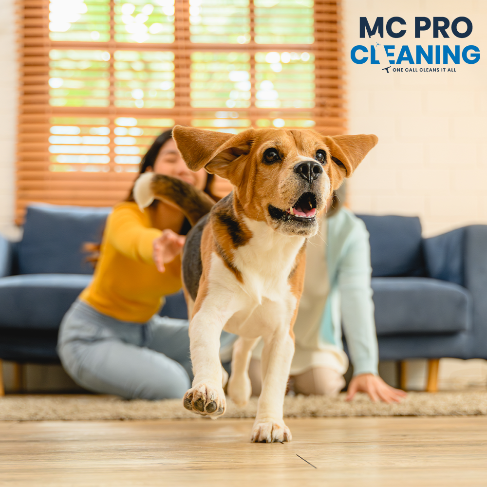 Golden retriever on clean living room floor with owner relaxing in background — pet-friendly home cleaning service